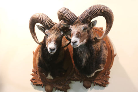 Remove Taxidermy Items before selling your home