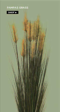 Pampas grass