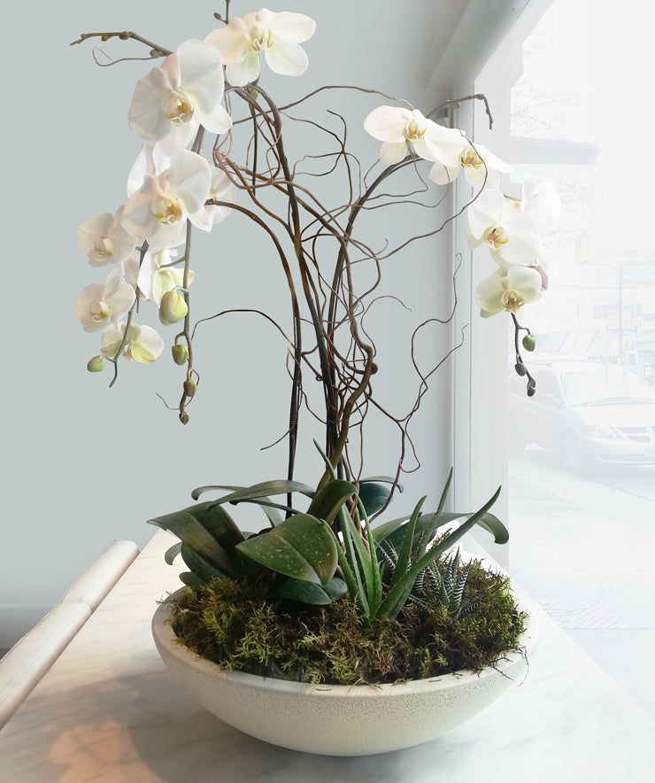 Dramatic orchids in Korros bowl