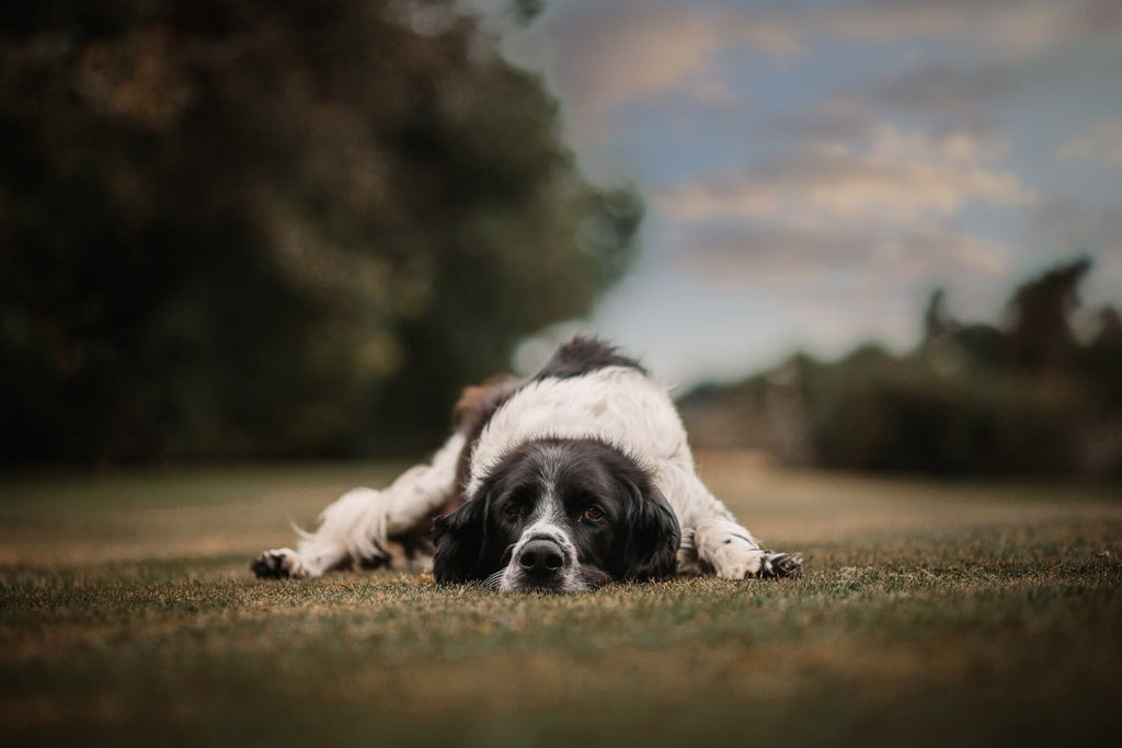 Kelly-anne Gladwin - Pet Photography