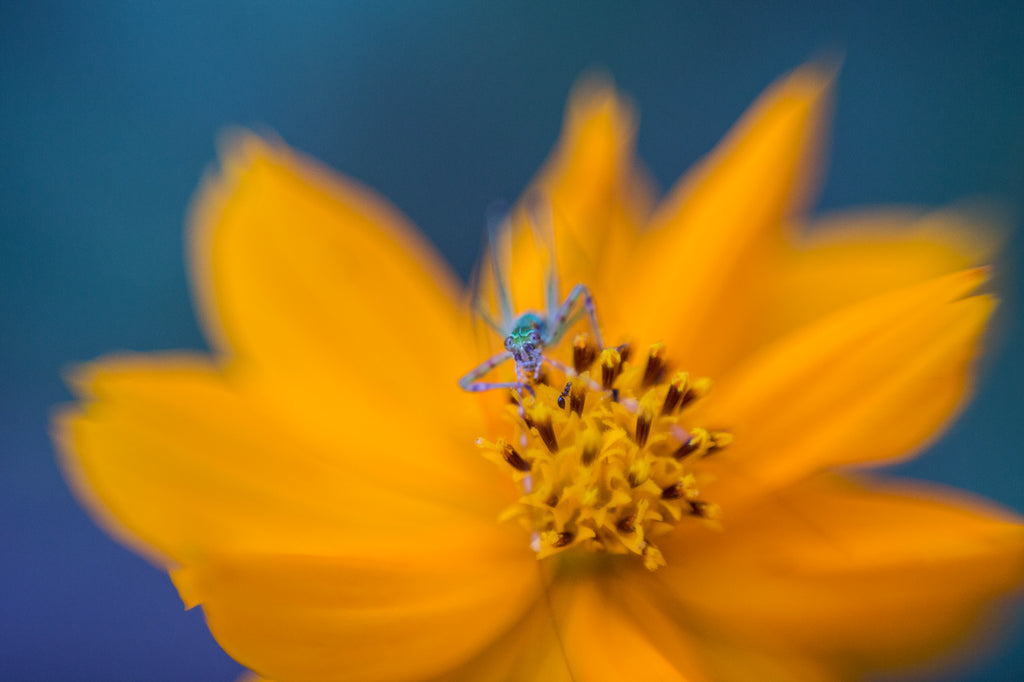 Freelensing Macro Photo of a Yellow Flower