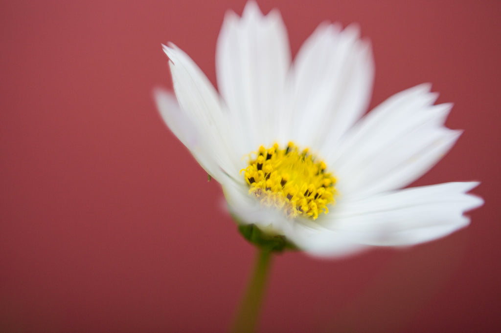 Freelensing Macro Photo of White Flower