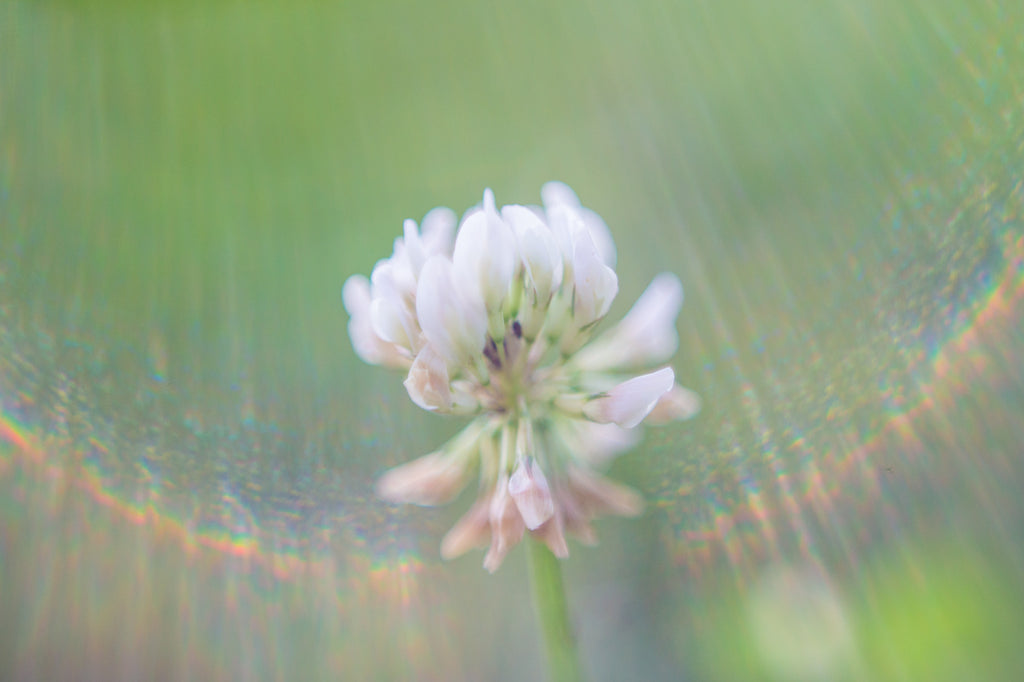 Freelensing Tilt Shift Effect for Light Leaks on Image of a White Flower | Freelensing Tutorial