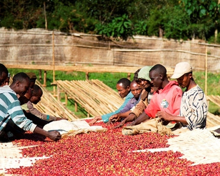 Halo Bariti coffee cherries being spread out on large mats to be dried in the sun. (photo: Royal Coffee) 