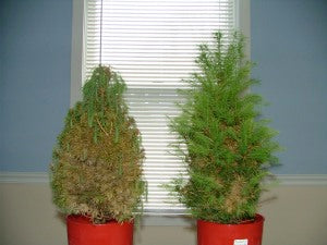 Earth & Grow Increases Drought Tolerance in dwarf Alberta spruce