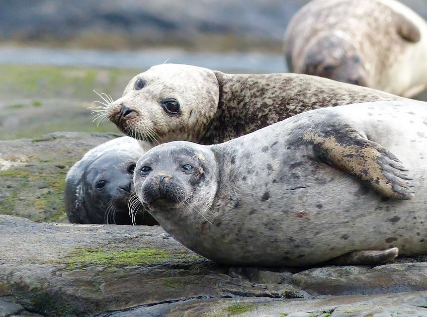 Common Seals by Tara Proud for the Marine Conservation Society | Batoko Swimwear