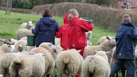 Children feeding sheep on a Farms for City Children Farm