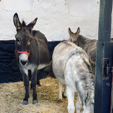 donkeys at the farms for city children visit