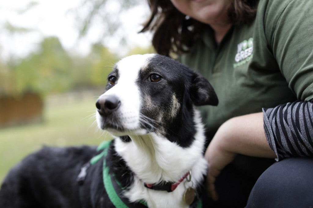 Wood Green animal charity shelter