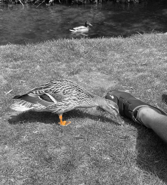 Duck on the grass at shere