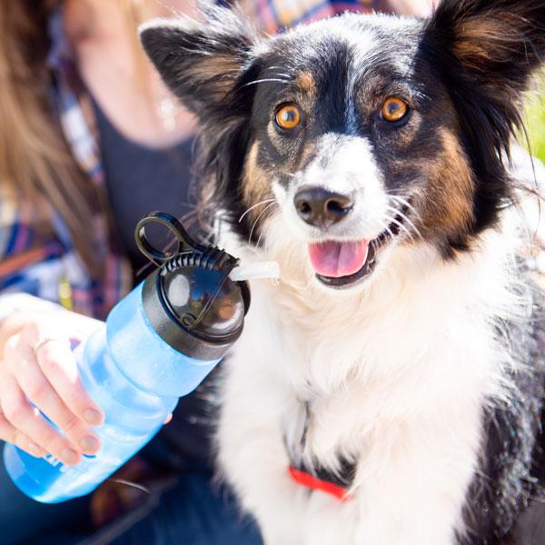 can dogs drink alkaline water