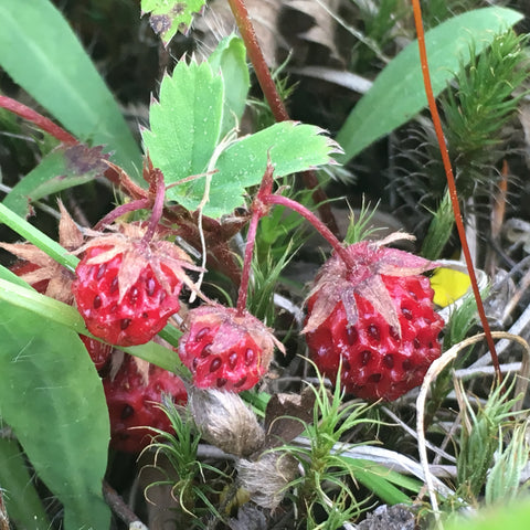 Wild Strawberries