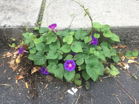 Flowers in the sidewalk