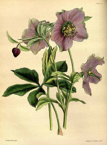 Hellebore-flower