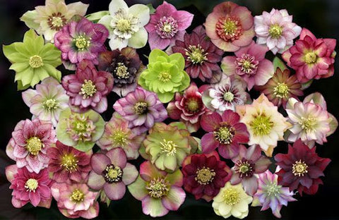 Hellebore-flower