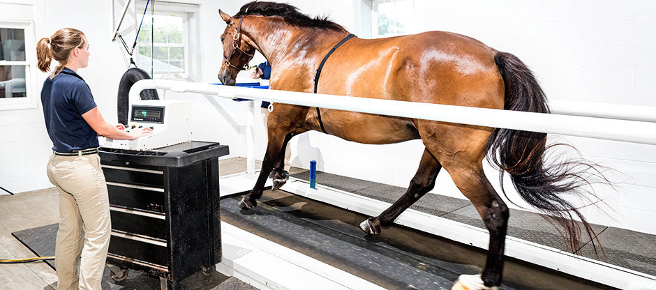 Kentucky Equine Research product development