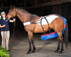 An intern holds a horse wearing a collection harness used during digestibility trials