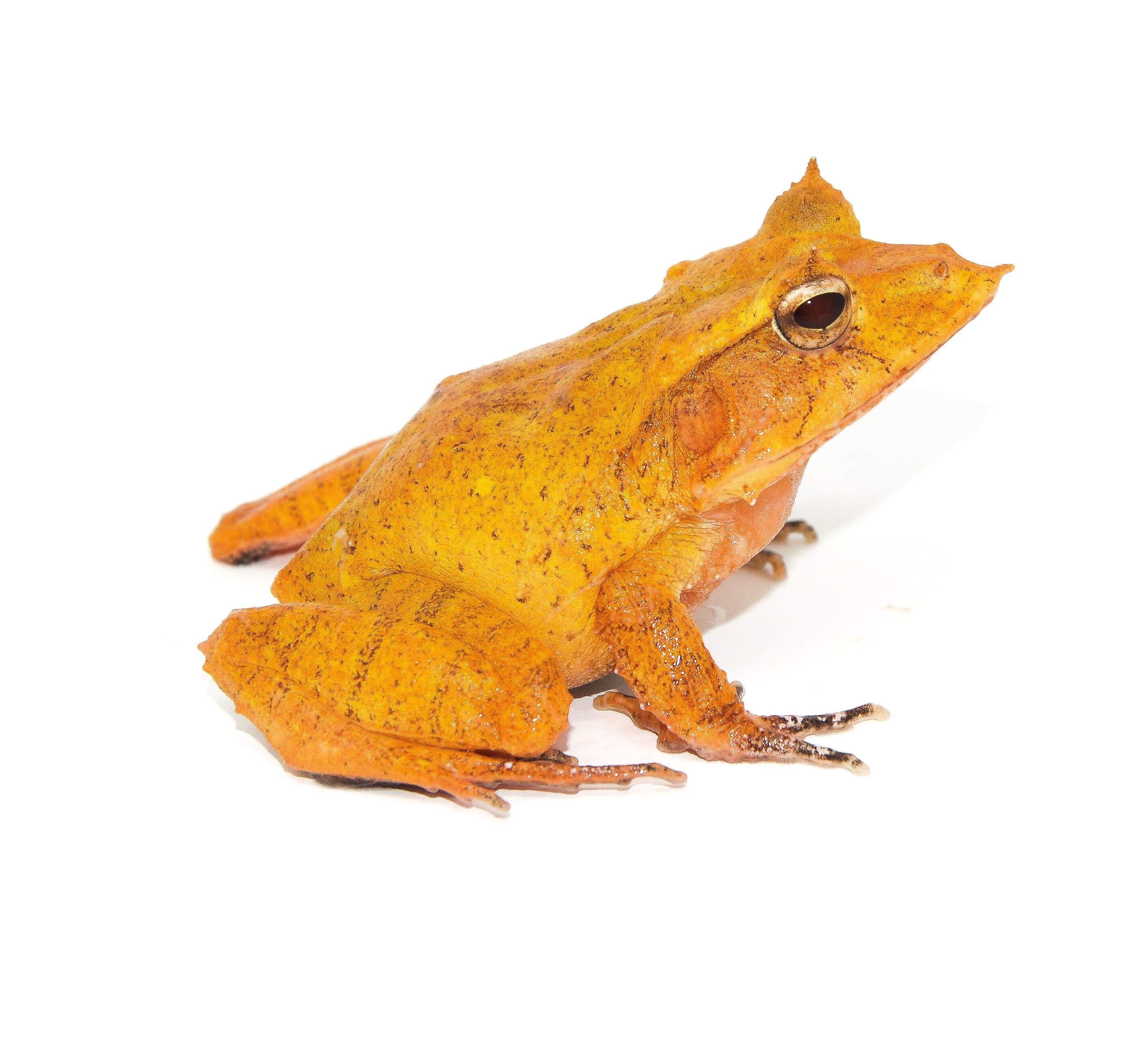 Buy Frogs Online | Buy Toads Online | American Reptile Distributors