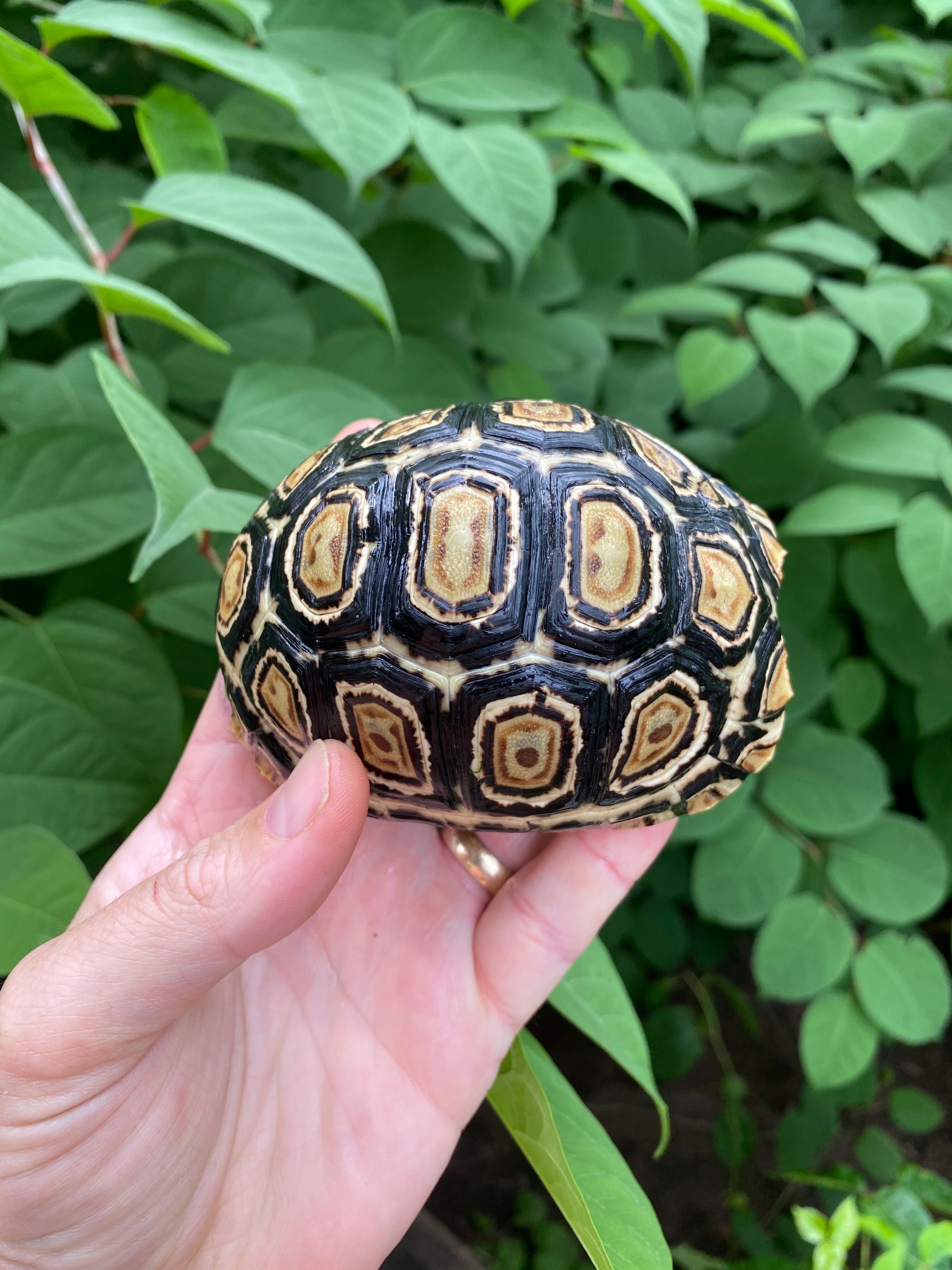 leopard tortoise shell