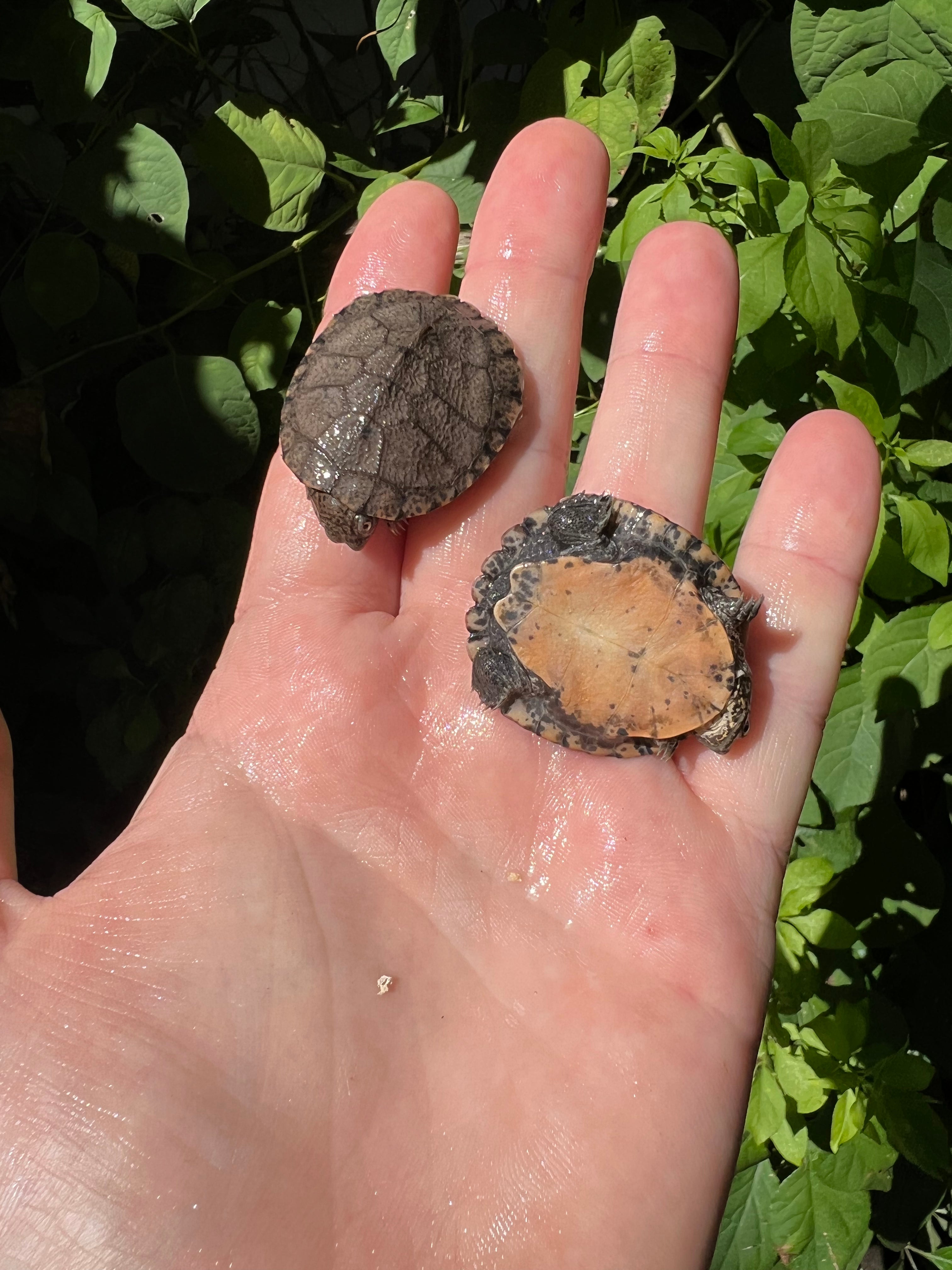 African Serrated Mud Turtle Babies For Sale | American Reptile Distributors