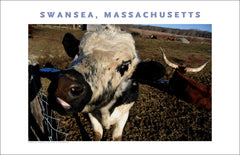 Swansea, MA Cattle in Spring Photo on Canvas Wall Art #386