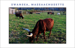 Wall Art, Watusi Long Horns Swansea MA Digital Photo #906