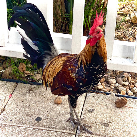 Roosters in Key West