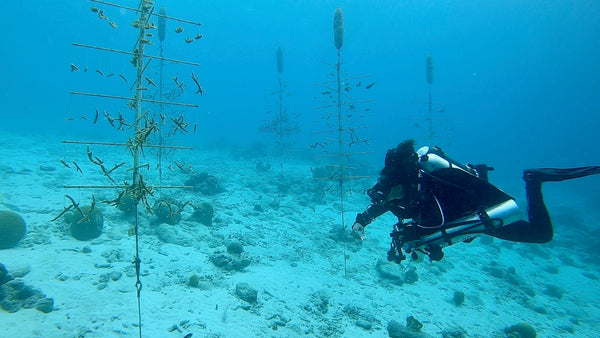 checking out the coral nursery at Buddy Dive Resort in Bonaire