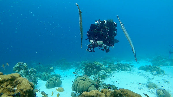 A pair of trumpet fish in Bonaire 