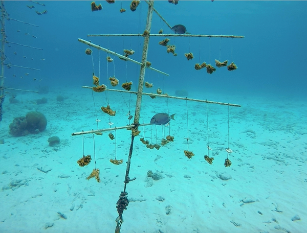 Coral nursery at the House reef at Buddy Dive.