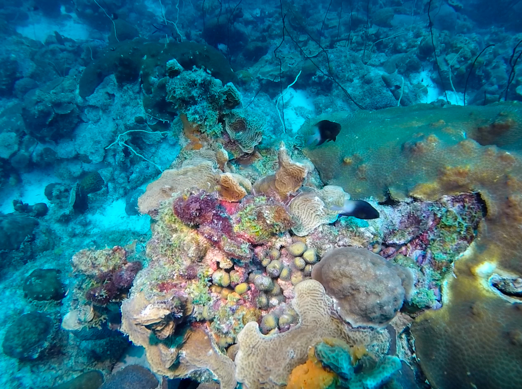 The coral in the shallow waters of Bonaire