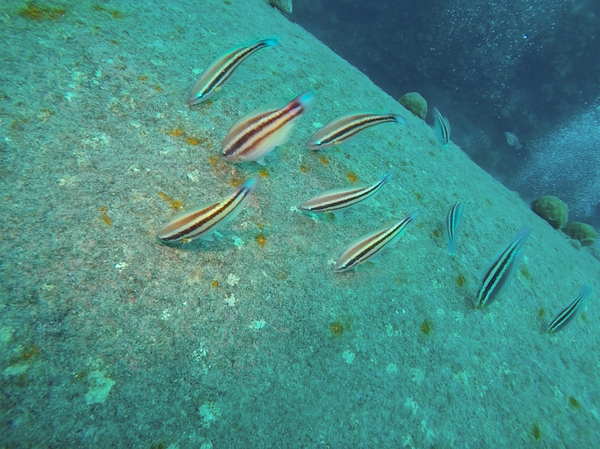 Fish feeding noisily on the coral on the hull of the Hilma Hooker wreck