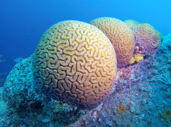 Brain coral in Bonaire