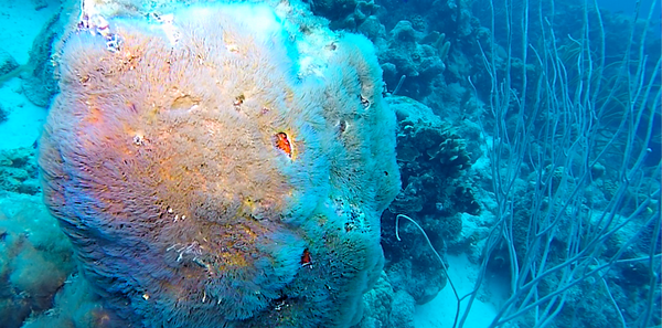 Carpet anemone