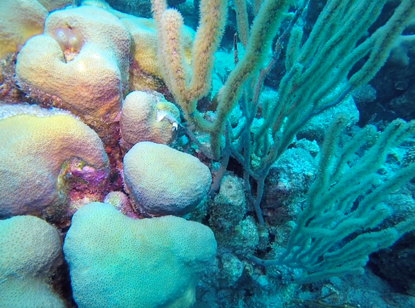 colourful coral in Bonaire