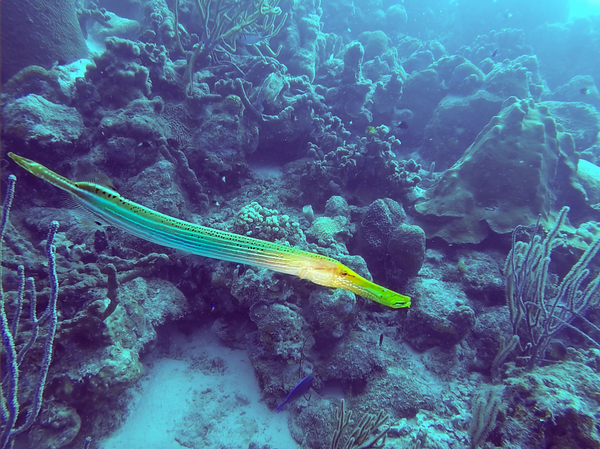 Trumpet fish in Bonaire