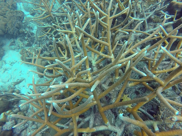 Staghorn hard coral in Bonaire