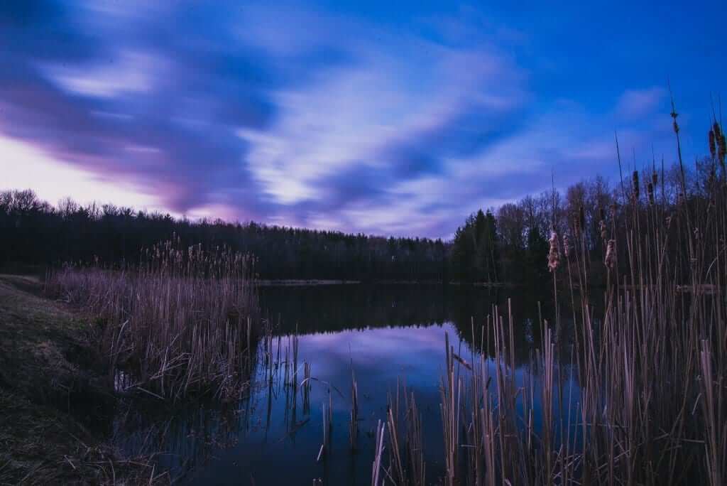 A pond with reeds and cattails in the Cuyahoga Valley National Park