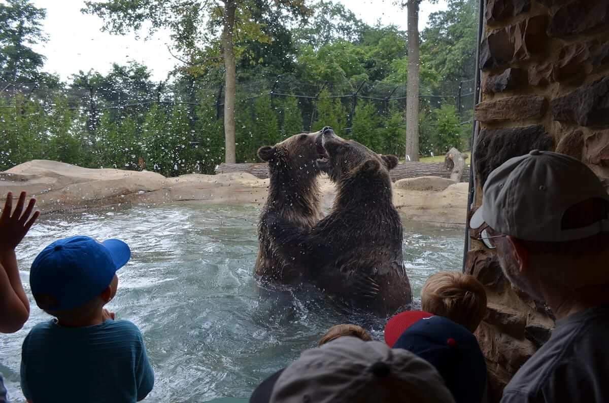 Grizzly Ridge at The Akron Zoo