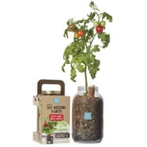 Back to Roots Organic Self-Watering Planter