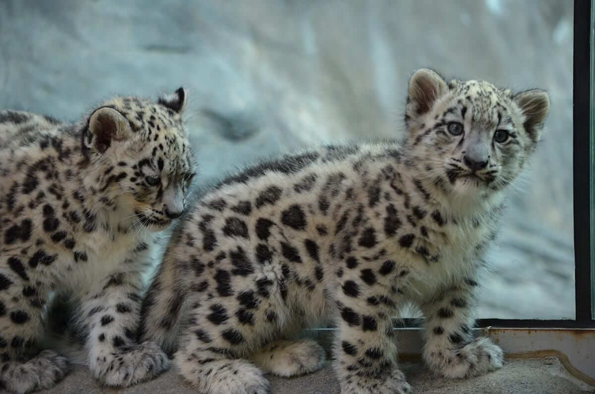 Snow Leopard cubs at The Akron Zoo
