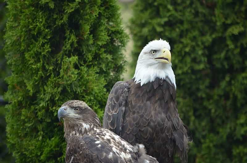 Mature bald eagle behind a youngling.