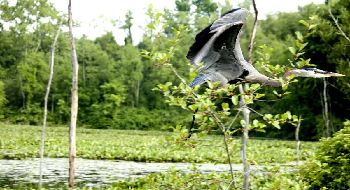 Blue Heron in flight at CVNP Beaver Marsh by Brad Shorb