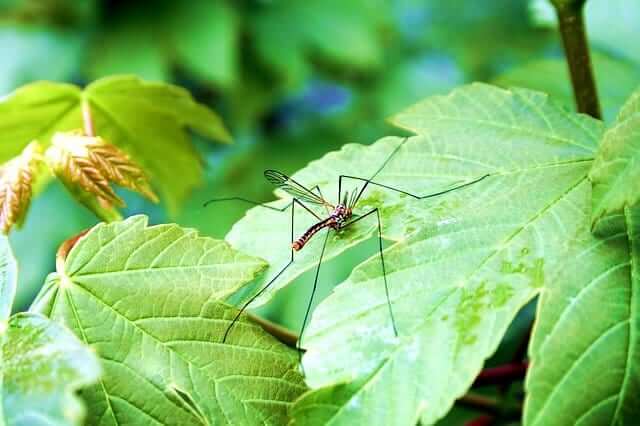 demystifying-insect-repellents