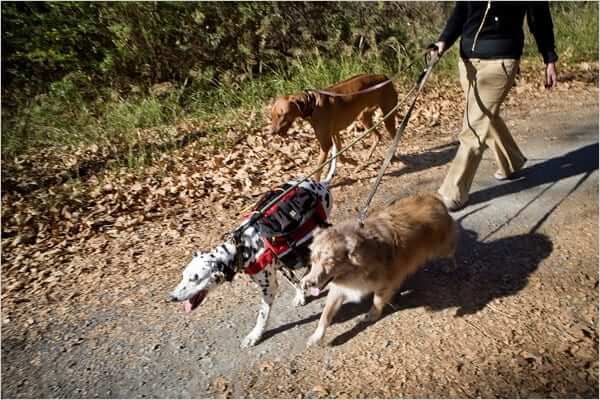 Dog Hike in CVNP