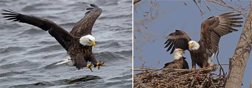 Bald eagle reaching talons towards water on left side and two bald eagles in a nest on the right side.