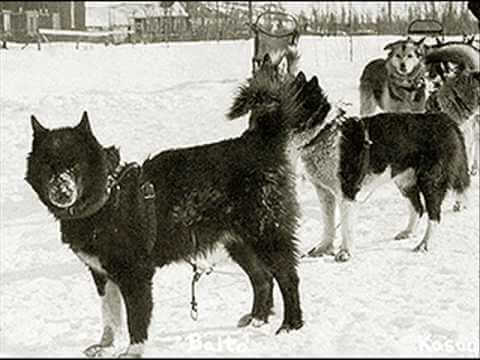 Old photo of sled dogs