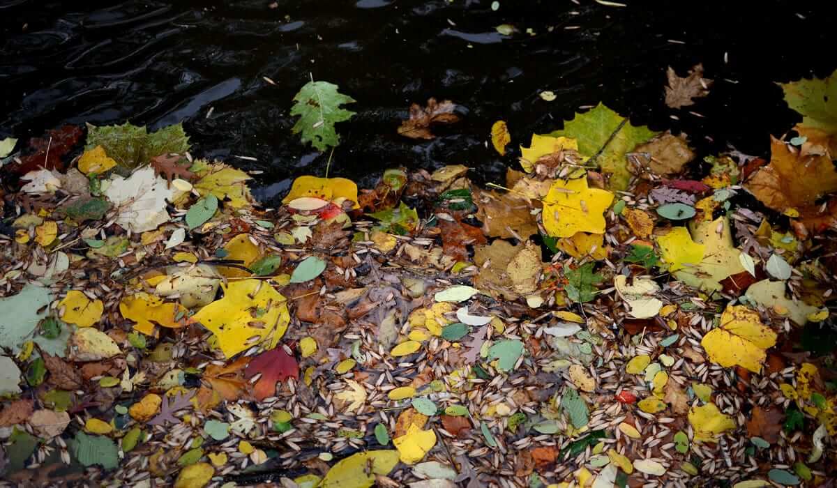 Leaves collect along Cuyahoga River’s edge on Gorge Trail