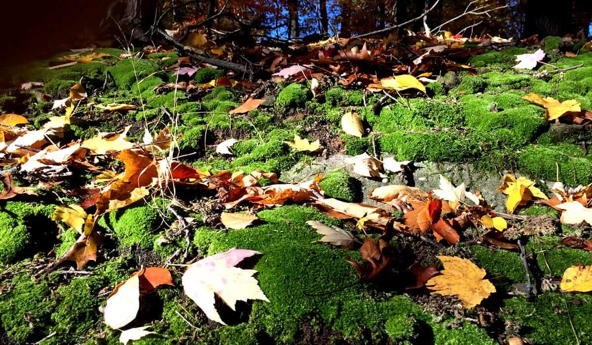 Moss growth along ledges of Gorge Trail