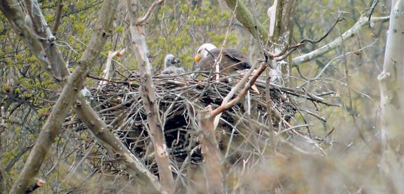Bald eagle in a nest with a hatchling